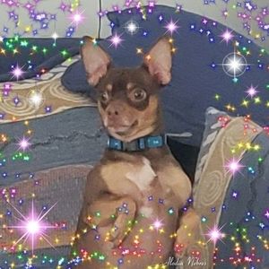 Meet your Posher, Isaura